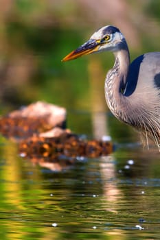 Great Blue Heron fishing in the low swamp waters in High Dynamic Range.