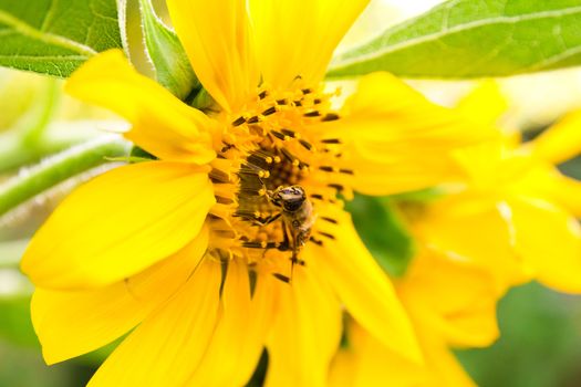 The bee on a sunflower collects honey