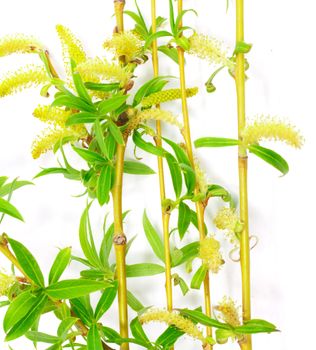 blooming on the white willow