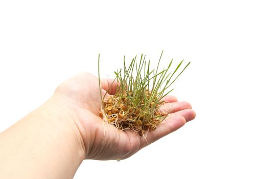 wheat seedling on the hand 