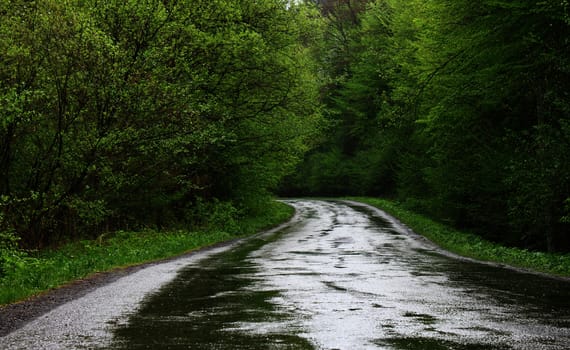 road in forest at rainy weather