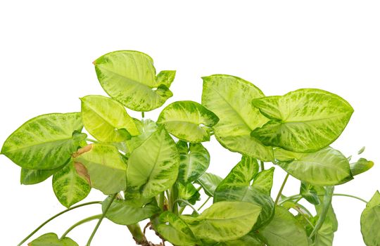 green leaves on white background