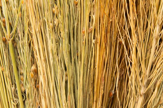 backgrounds texture of dry grass 