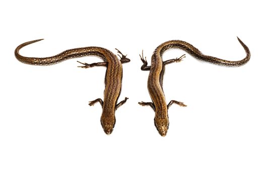 Two small lizards on a white background 