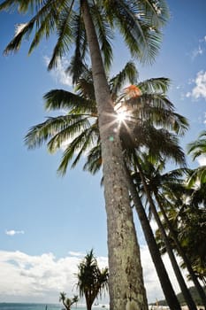 Sun shining through the fronds of tropical palm trees on a tropical beach
