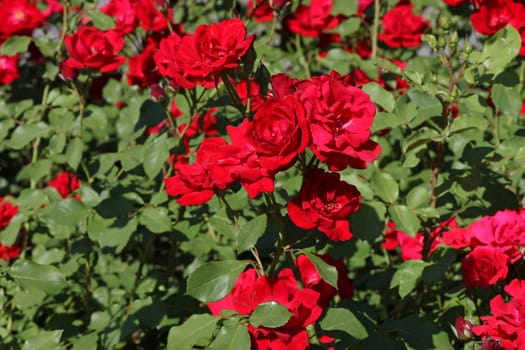 flowerbed with red roses