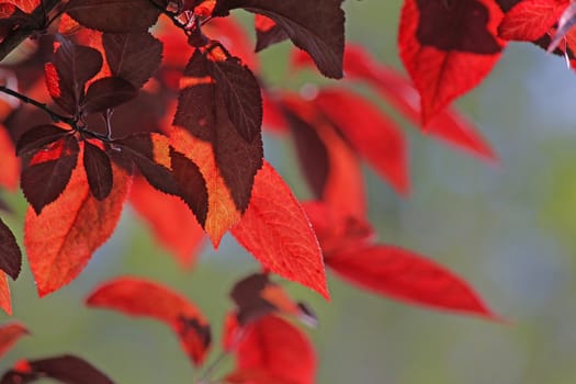 branches of tree with red leaves