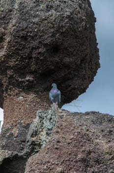 dove perched on a stone resting