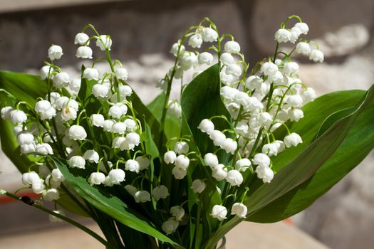 Blooming Lily of the valley 