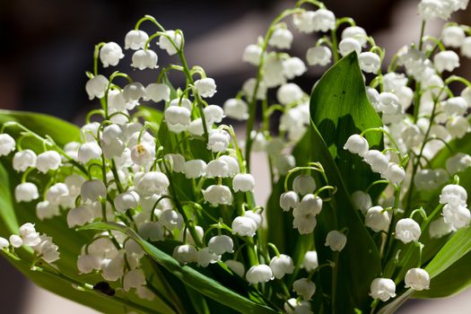 Blooming Lily of the valley 