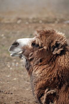 Old camel sadness portrait on brown sand background