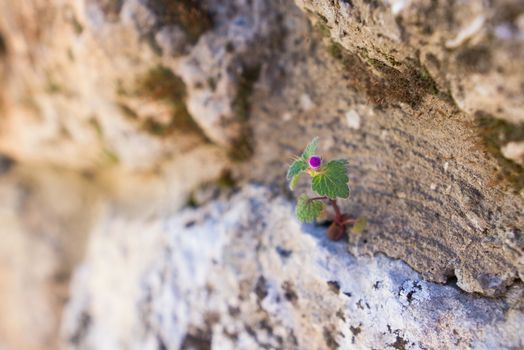 small flower grows in the rock