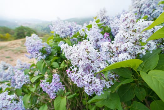 light violet flowers of lilac with with green leaves