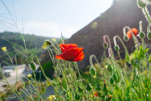 garden with poppy flowers against sky