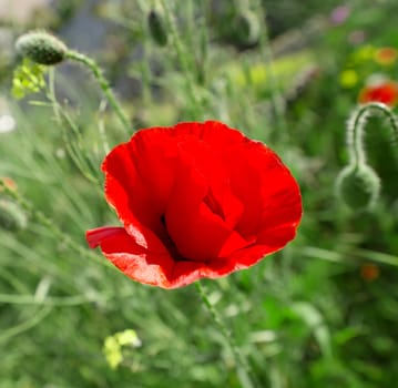 closeup image of red poppy flower