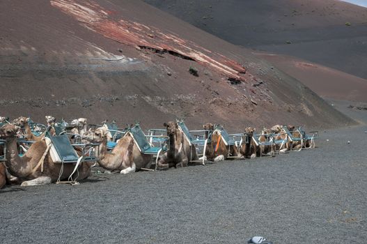 camels used for walking tours people contracted