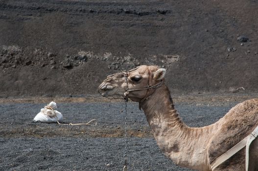 camels used for walking tours people contracted