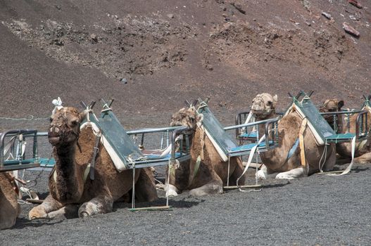 camels used for walking tours people contracted