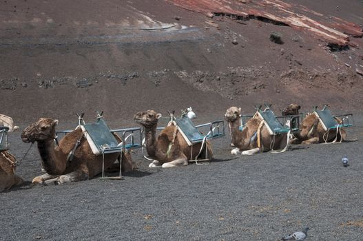 camels used for walking tours people contracted