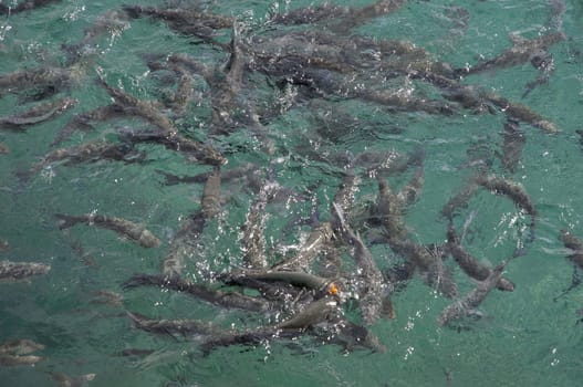 fish in the sea eating bread together