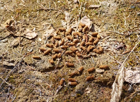 excrement hazel grouse. closeup