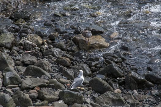 seagull with fish freshly prey