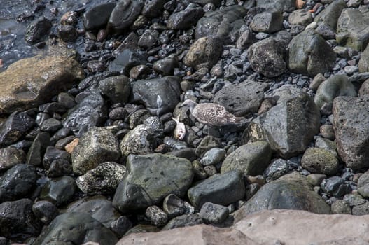 seagull with fish freshly prey