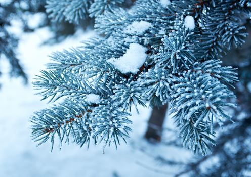 Winter frost on spruce  christmas tree  close-up .Shallow depth-of-field. 