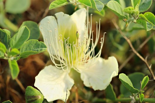 Purple capparis flower (Capparis herbacea) Mountain Meganom, Crimea, Ukraine