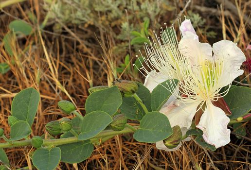 Purple capparis flower (Capparis herbacea) Mountain Meganom, Crimea, Ukraine

