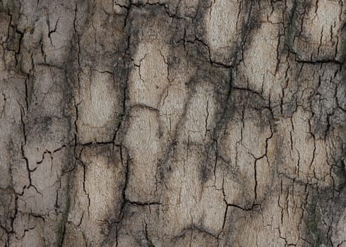 close up of bark of tree