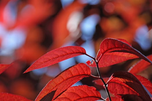 branches of tree with red leaves