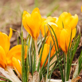 spring flowers