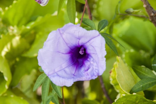 very pretty purple flower that was in a garden