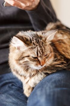 man sitting on armchair holding and petting pet cat 