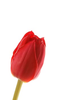 nice tulip