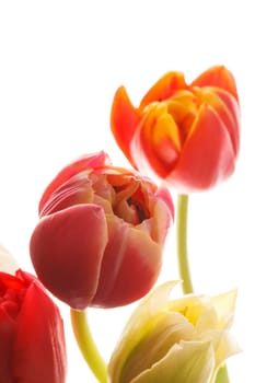 nice tulip