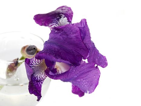 Violet flower. Iris flower in a glass. Violet iris. Flower in a glass. Flower in dew drops.