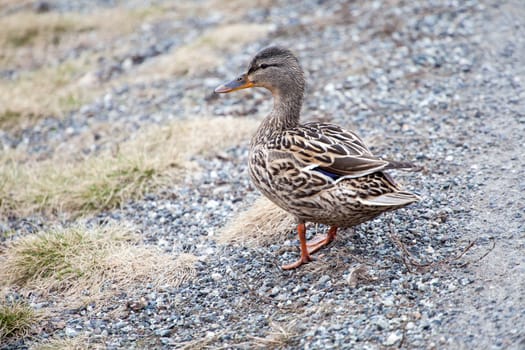 Young female mallard stands near lake shore