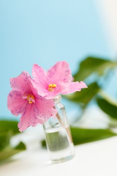 pink flowers