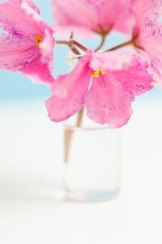 pink flowers