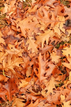 Colorful autumn leaves 