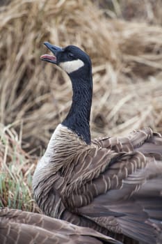A canadian goose honks loudly at people passing by.