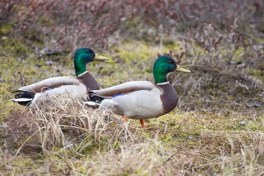 Two male mallards follow each other in a path