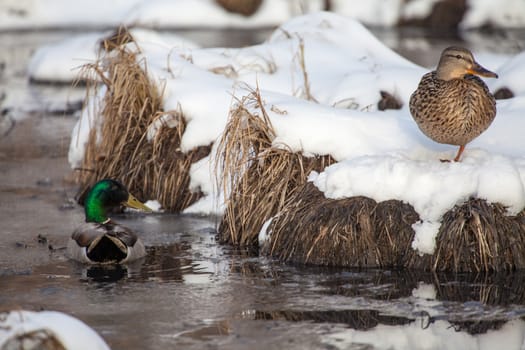 A male mallard watches over a female mallard as she rests in the snow.