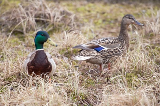 A male and female mallard stand in a wetland