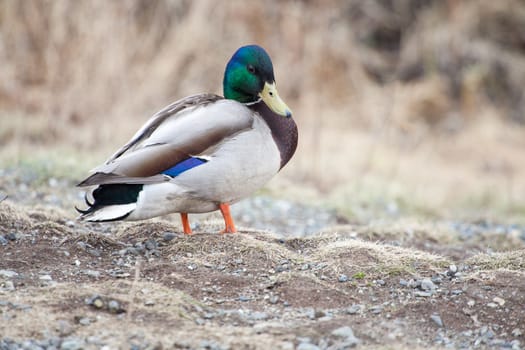 A male mallard rests on side of a lake