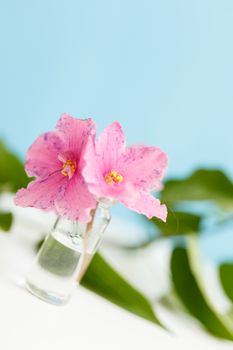 pink flowers