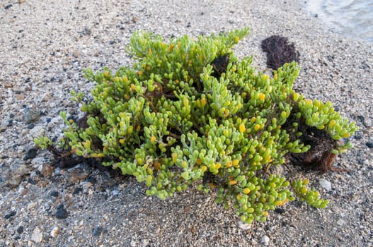 green algae that was in the sea