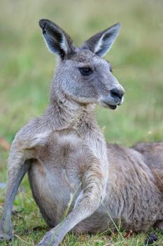 Great Grey Kangaroo, Grampians National Park, Australia